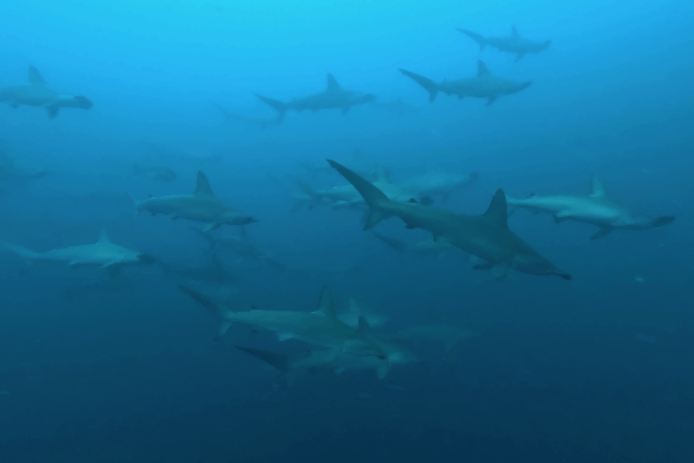 2025.10.4の神子元 透視度ダウンも魚群は爆発!ハンマーは気まぐれ♪