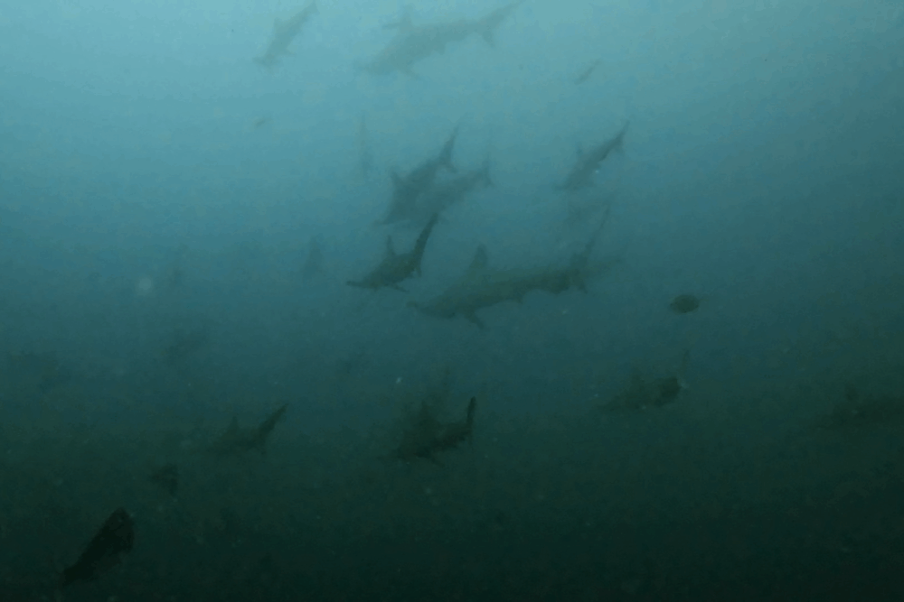 2025.10.2の神子元 秋晴れベタ凪!魚群は絶好調♪ハンマーは至難!