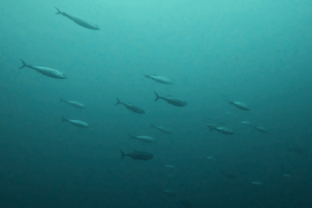 2025.10.3の神子元　透視度回復！ハンマー苦戦も魚群爆発！