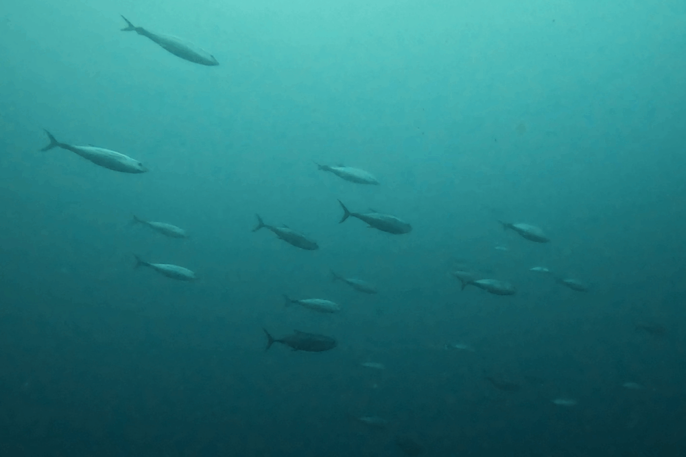 2025.10.3の神子元 透視度回復!ハンマー苦戦も魚群爆発!