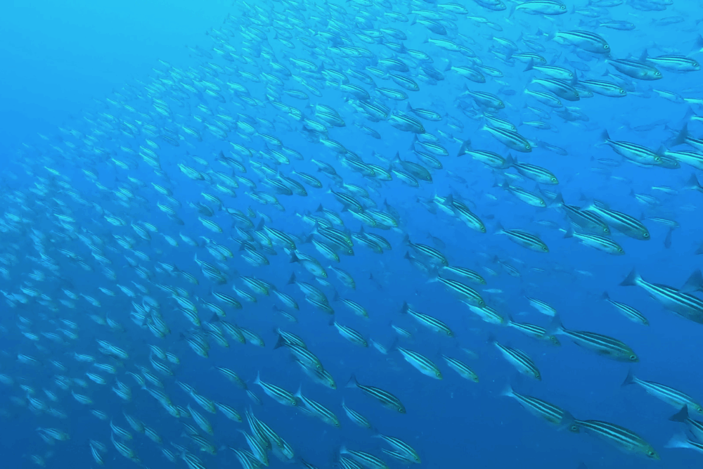 2025.11.22の神子元　三連休初日、ハンマー群れは深場で登場！