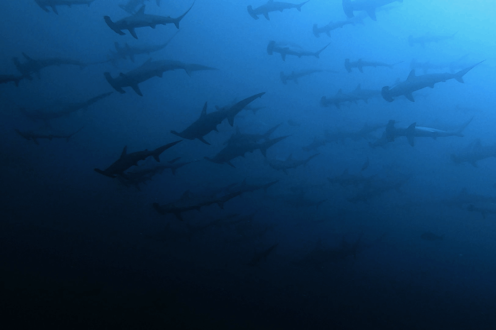 2025.11.8の神子元　北東風に負けず！青潮キープ＆ハンマー好調！