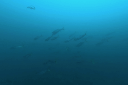 2025.11.23の神子元　三連休中日、強い上げ潮もハンマーは大苦戦