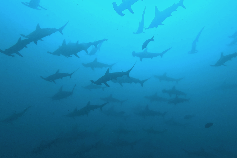 2025.11.16の神子元　ハンマー攻略は難航…深場で群れ奮闘！