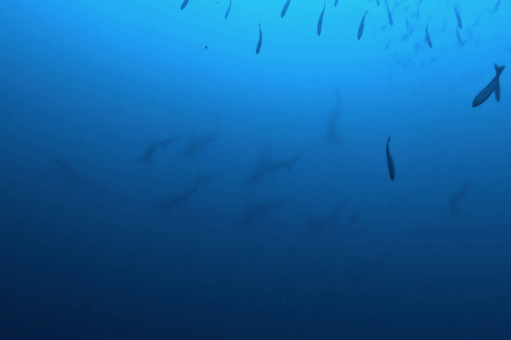 2025.11.13の神子元　曇天＆白濁の海でもハンマー再登場!