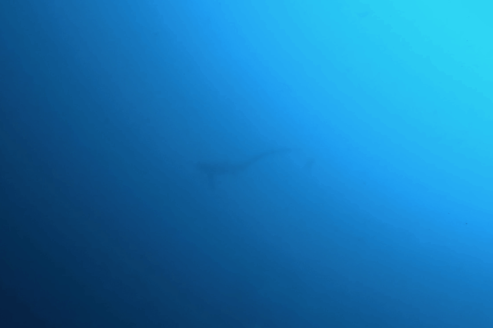 2025.11.15の神子元　深場ハンマーに苦戦…ニタリで熱盛！