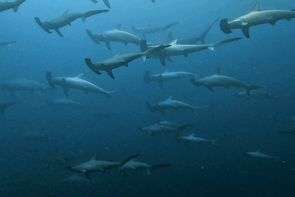 2025.11.9の神子元　曇天＆潮微変でもハンマー好調キープ♪