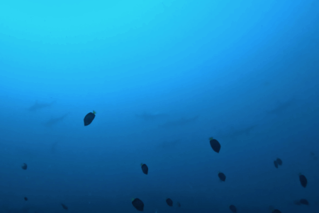 2025.11.14の神子元　快晴×凪！ハンマーは深場でご機嫌ナナメ