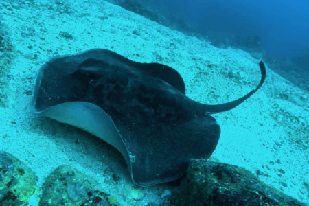 2025.11.24の神子元　三連休最終日、ハンマーは今日も大苦戦