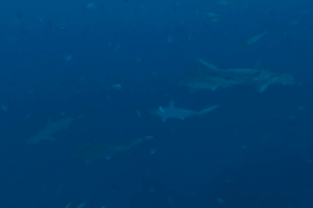 2025.11.19の神子元　荒天明け＆大潮、弱流れでもハンマー群れ出現！