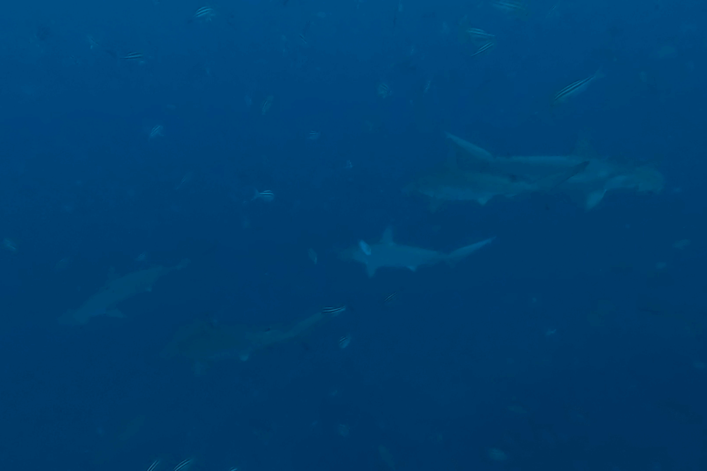 2025.11.19の神子元　荒天明け＆大潮、弱流れでもハンマー群れ出現！