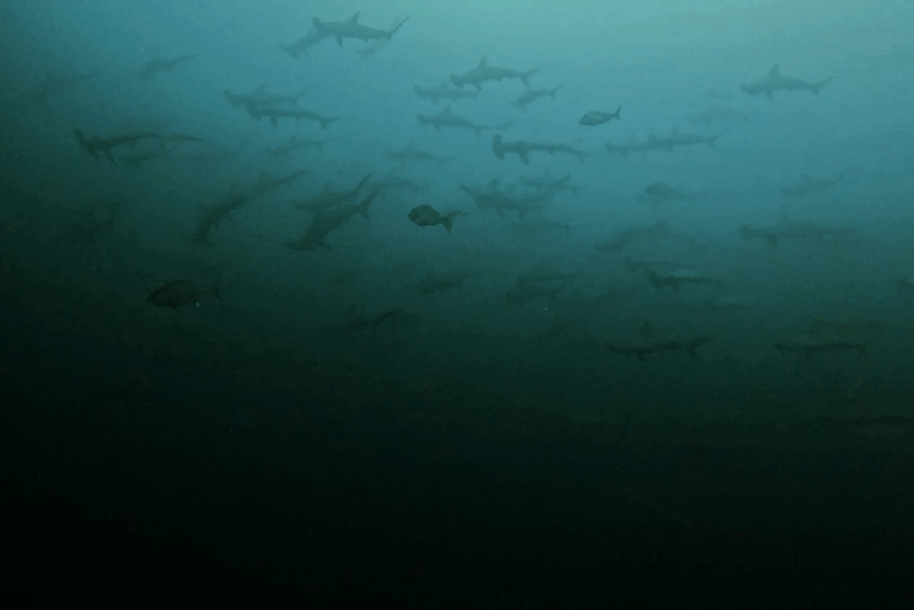 2025.11.29の神子元　水温22℃でハンマー帰還！久々に群れが炸裂！