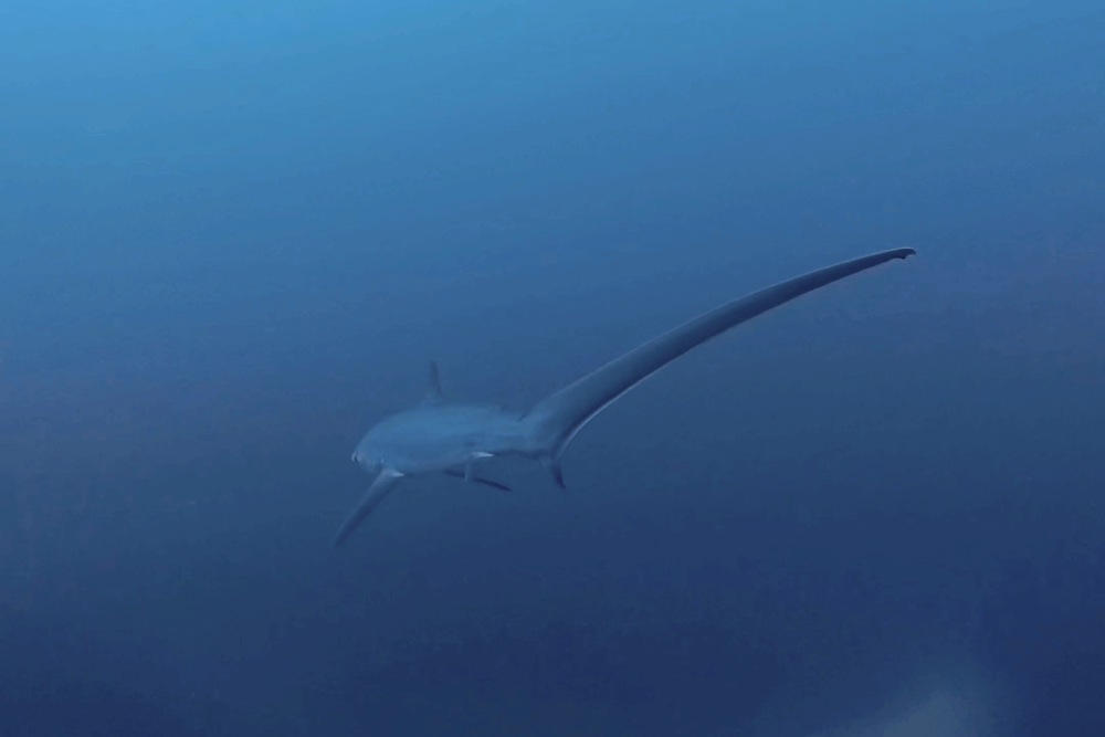 2025.11.12の神子元　ハンマー不発も、デカンパチ＆ニタリ出現！