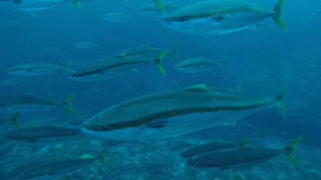 2025.12.29の神子元島　潜り納め！！