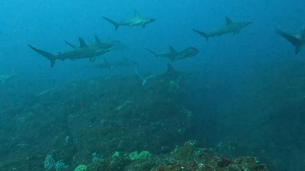 2025.12.28の神子元島 凪！沖待ち日和♪♪