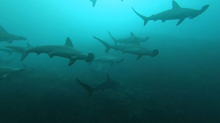 2025.12.13の神子元島　最後の最後に！！登場！！
