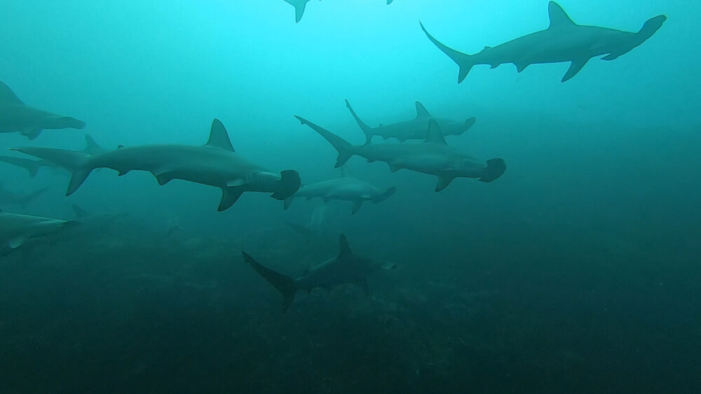 2025.12.13の神子元島 最後の最後に!!登場!!