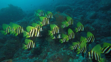 2025.12.11の神子元島　魚群を堪能！！
