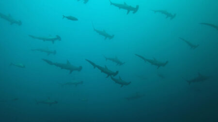 2025.12.01の神子元島　上げドリ！ハンマー健在！！