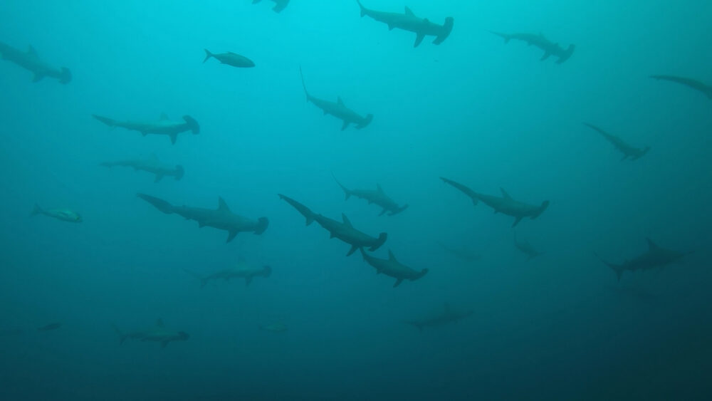 2025.12.01の神子元島　上げドリ！ハンマー健在！！