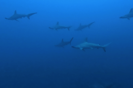 2025.12.21の神子元　最強開運日に大当たり！ハンマー群れ3連発！