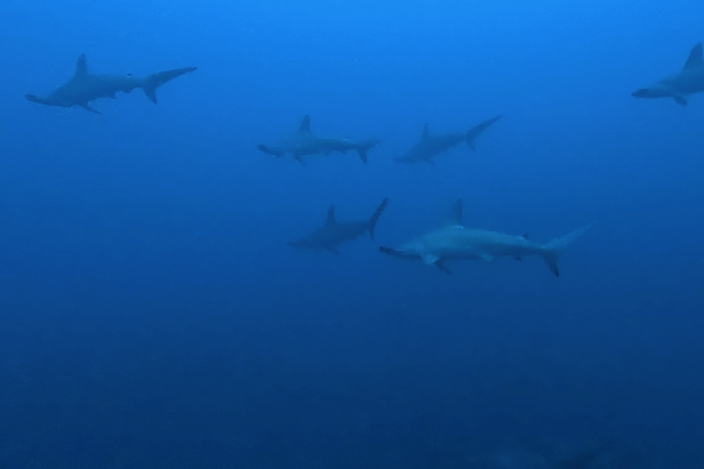 2025.12.21の神子元　最強開運日に大当たり！ハンマー群れ3連発！