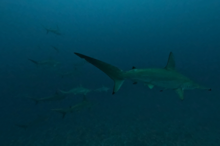 2025.12.27の神子元　潜り納め目前！小潮でもハンマー連続ヒット！