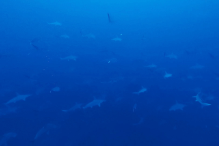 2025.12.25の神子元　クリスマスの歓喜！ハンマー群れ3連発！