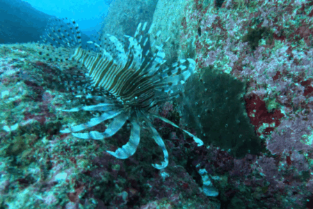 2025.12.17の神子元　視界良好もハンマーはお休み