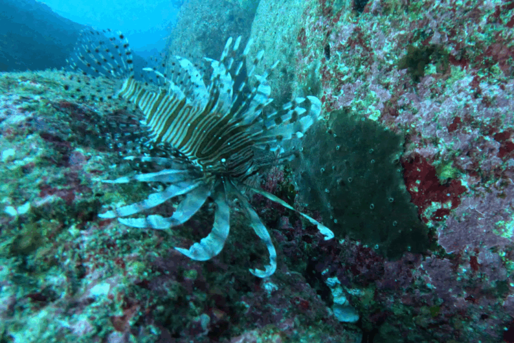 2025.12.17の神子元　視界良好もハンマーはお休み