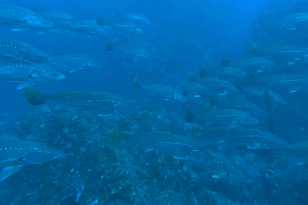 2025.12.10の神子元　冬本番の海へ！ハンマー不発も魚群爆発！