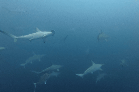 2025.12.2の神子元　快晴＆ベタ凪！12月でもハンマー好調！