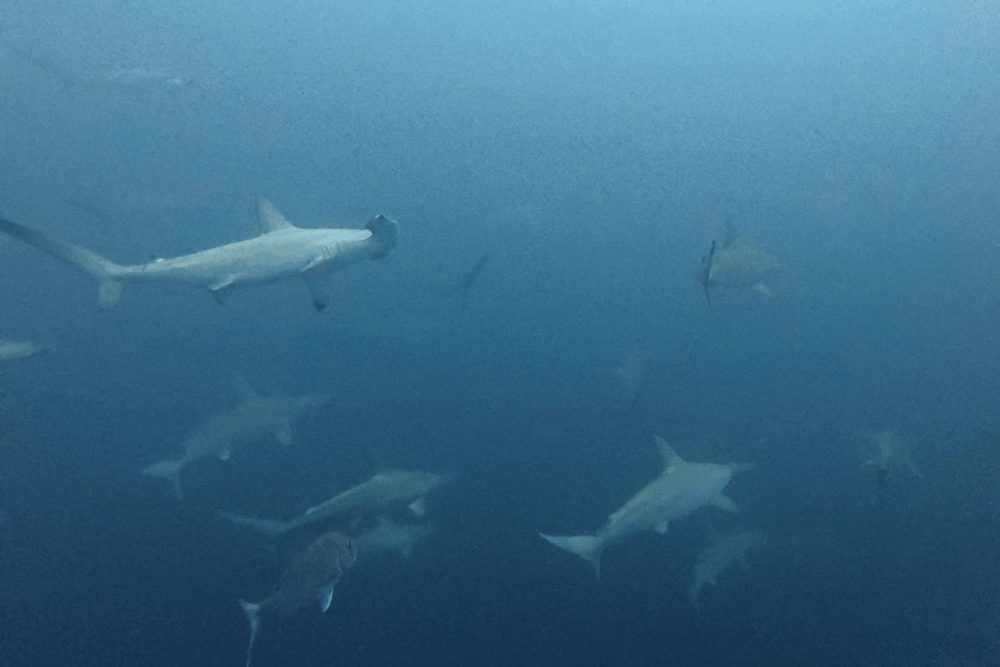 2025.12.2の神子元　快晴＆ベタ凪！12月でもハンマー好調！