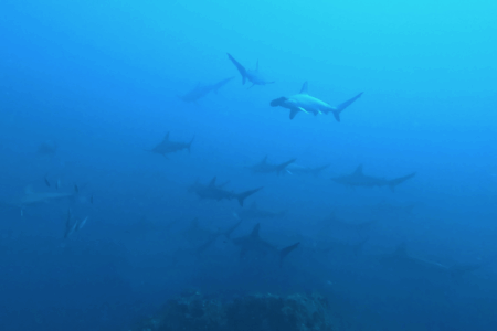 2025.12.6の神子元　19℃でも関係なし！ハンマー群れも魚群も好調！