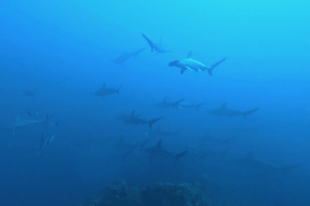 2025.12.6の神子元　19℃でも関係なし！ハンマー群れも魚群も好調！