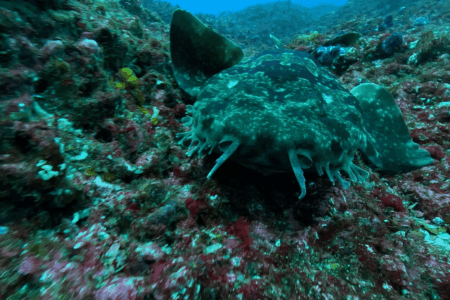 2025.12.20の神子元　冬の雨空、ハンマー生存確認できました！