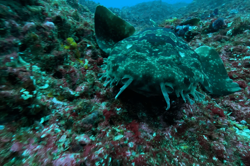 2025.12.20の神子元 冬の雨空、ハンマー生存確認できました!