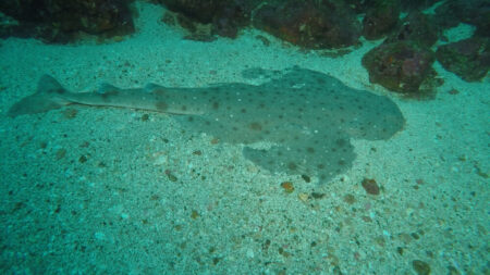2026.01.19の神子元島 安定の上げ潮！まだまだハンマー！