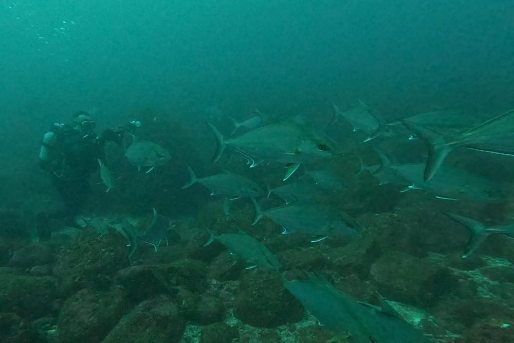 2026.1.18の神子元　連日出航！ハンマー全ダイブ登場♪