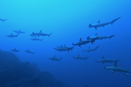 2026.1.1の神子元　初潜り大成功！青い海とハンマー群れ炸裂！