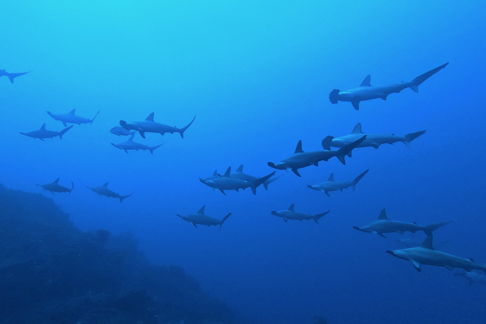 2026.1.1の神子元 初潜り大成功!青い海とハンマー群れ炸裂!