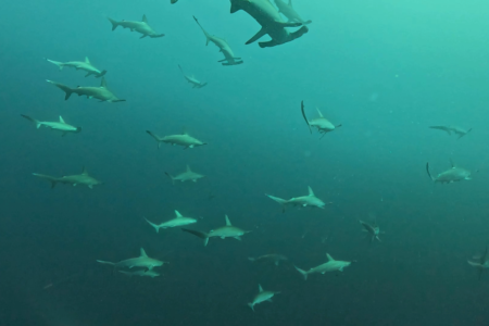 2026.1.17の神子元　16日ぶり出航！水温14℃でもハンマー連続ヒット！