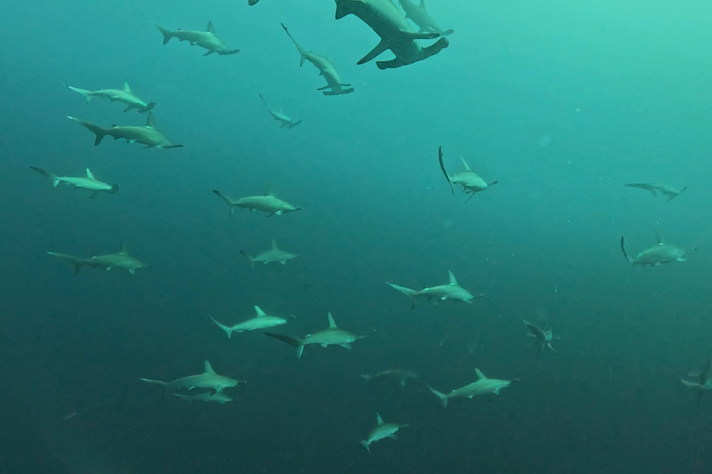 2026.1.17の神子元 16日ぶり出航!水温14℃でもハンマー連続ヒット!