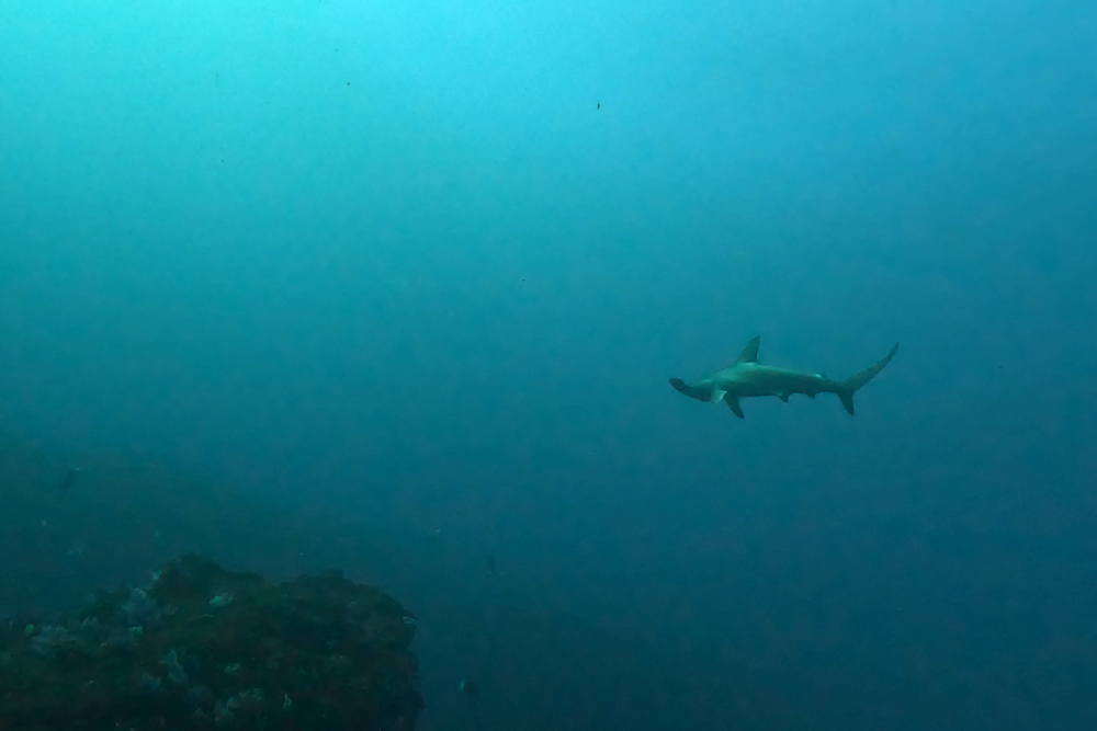2026.1.31の神子元 待望の出航!寒波を越えてハンマーと再会!