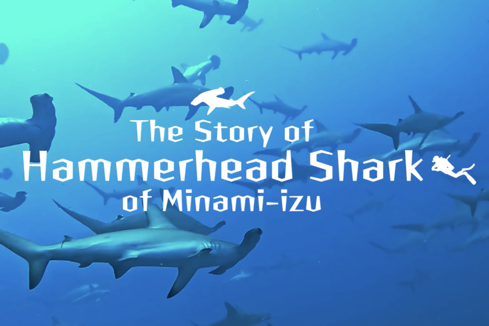 南伊豆町ハンマーヘッドシャーク物語