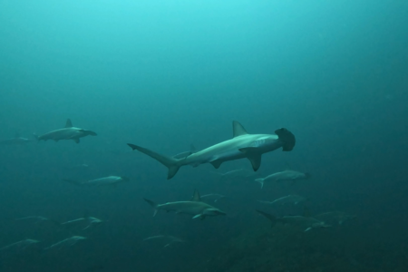 2026.2.21の神子元 春本番の三連休初日!下り潮炸裂でハンマー群れ!