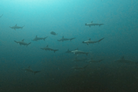 2026.2.28の神子元 2月最終日はベタ凪!午後に真打ハンマー群れ!