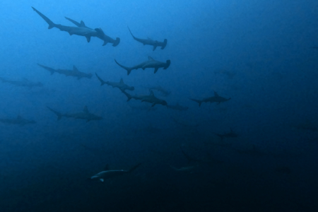 2026.2.14の神子元 2月とは思えぬベタ凪の春陽気!ハンマー群れも連発!