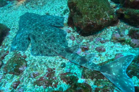 2026.2.22の神子元 三連休中日!深場ハンマー&浅場コロザメ!