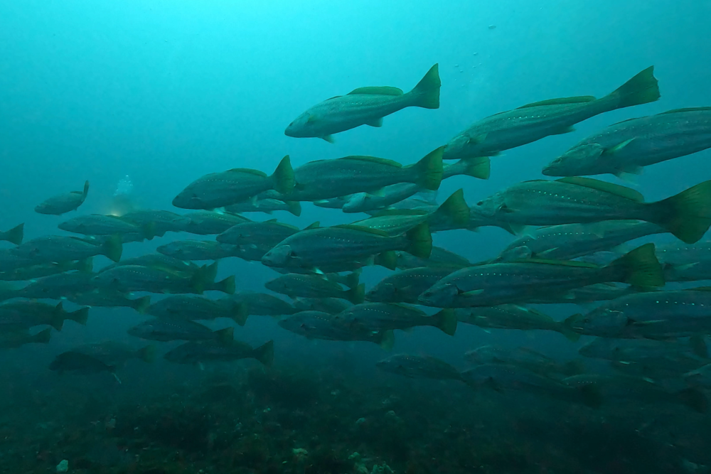 2026.2.15の神子元　連日の春陽気！3本連続ハンマー＆異変のオオニベ！
